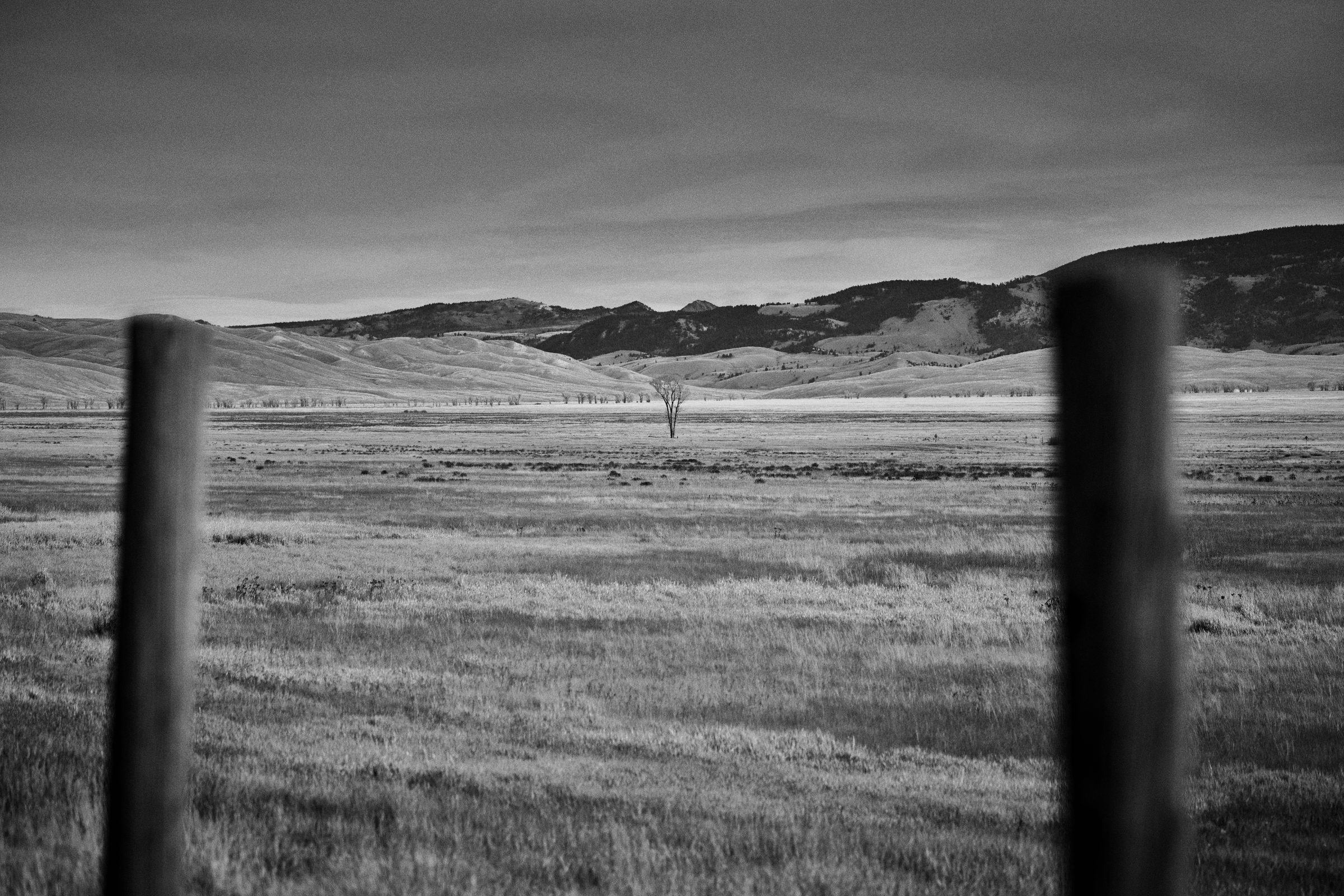 A single tree in an open valley, framed between two fence posts